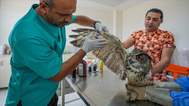 Veteriner hekimler Doğu'daki yaban hayvanları için 7/24 mesaide