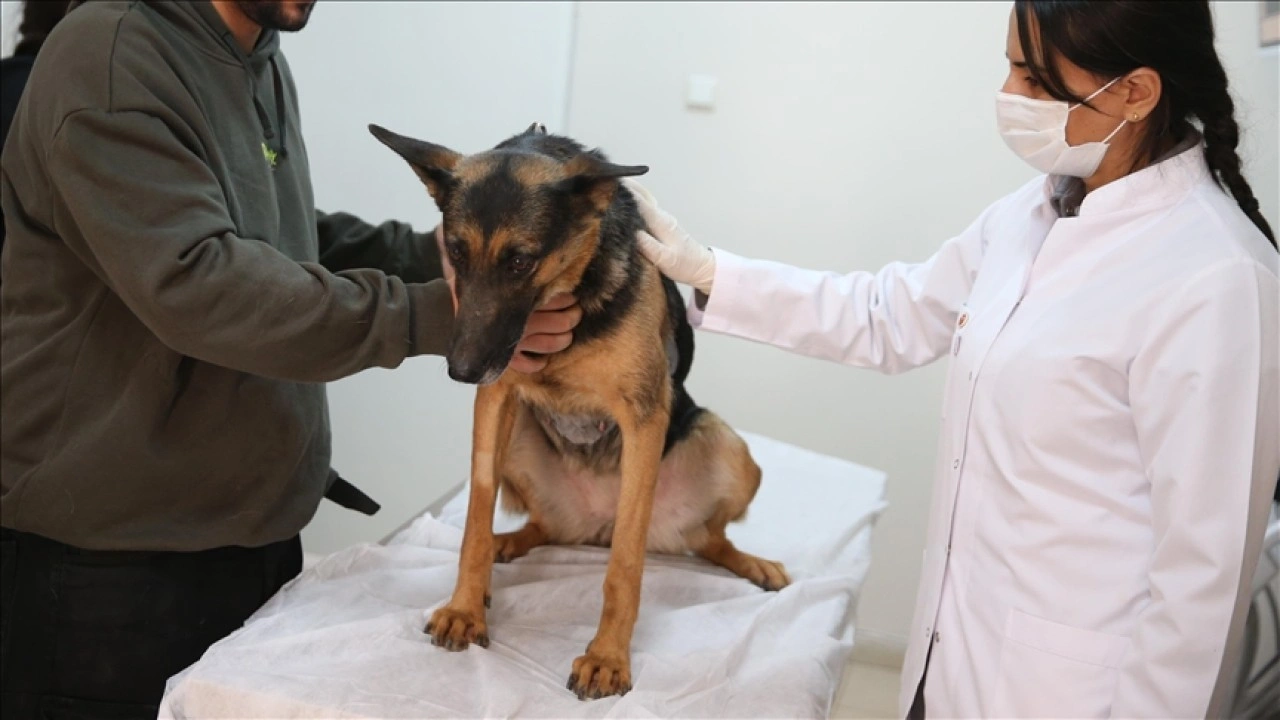 Veteriner teşhis ve analiz laboratuvarlarına ilişkin esaslar düzenlendi
