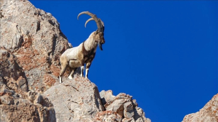 Yaban hayvanlarını koruma adımları yüzlerce tür için kalkan oldu