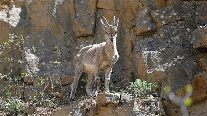 Yaban keçileri Munzur ve Pülümür vadilerine güzellik katıyor