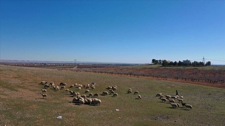 Yağışlar Şanlıurfa'daki besicileri sevindirdi