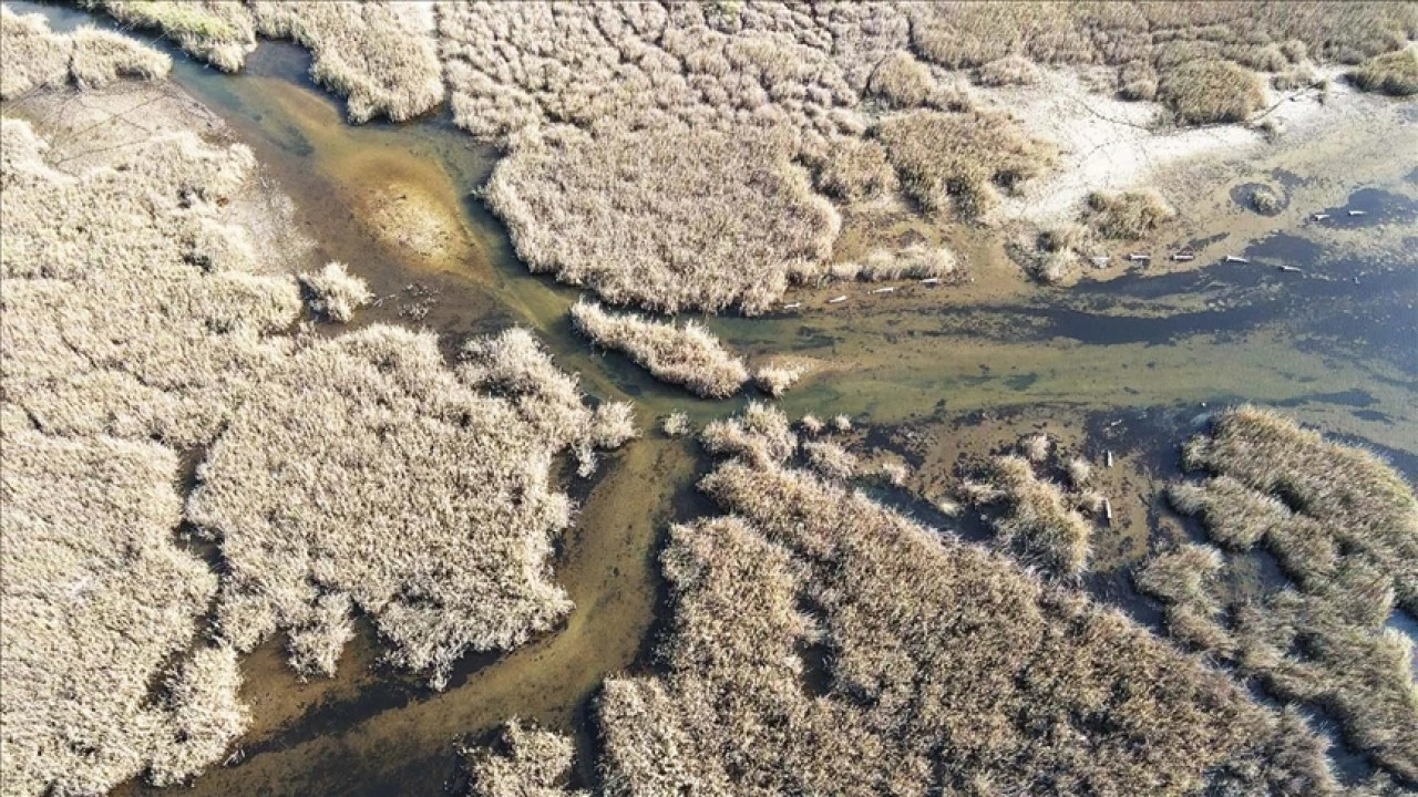 Yağışlarla nefes alan Bafa Gölü'nde doğal yaşam yeniden canlandı