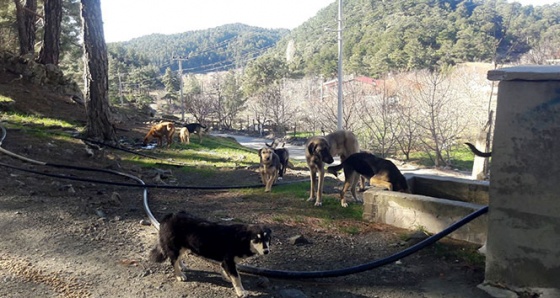 Yaklaşık 30 sokak köpeğini soğukta ölüme terk ettiler