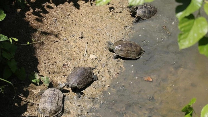 Yalova'da dere ıslahından etkilenen kaplumbağalar taşındı