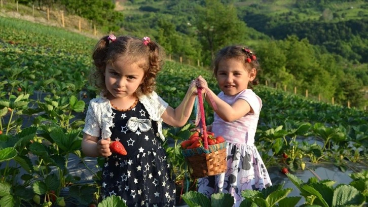 Yalova'da yediveren 'Sermayecik çileği'nde hasat başladı