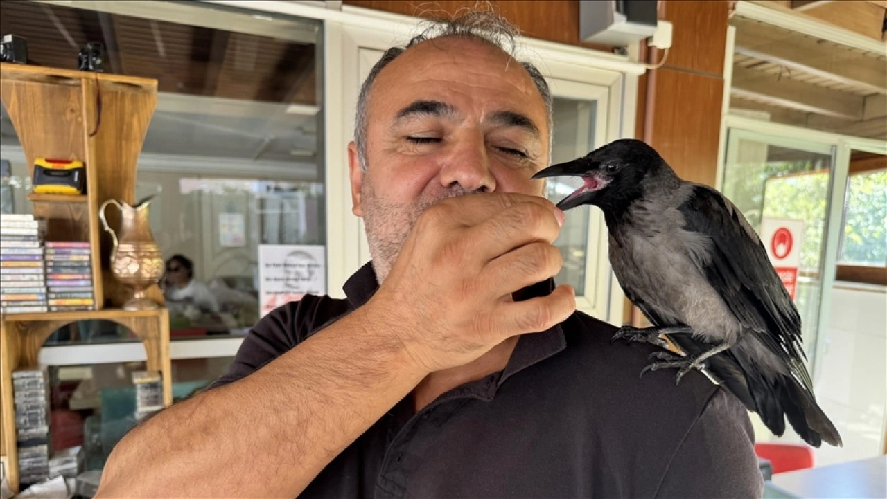 Yalovalı esnafın kargası "Siyah" semtin maskotu oldu