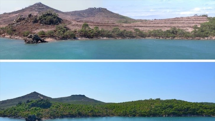 Yandıktan sonra ağaçlandırılan ormanların "öncesi ve sonrası" fotoğrafları yayınlandı