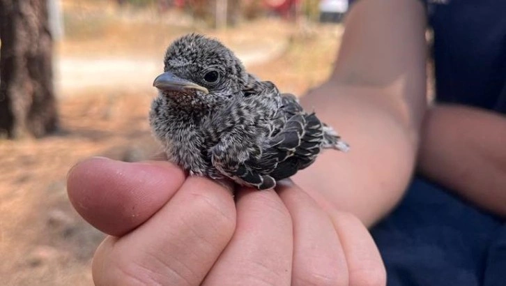 Yangından kaçan yavru kuş ve köpeği alanda görevli sağlık ekipleri kurtardı