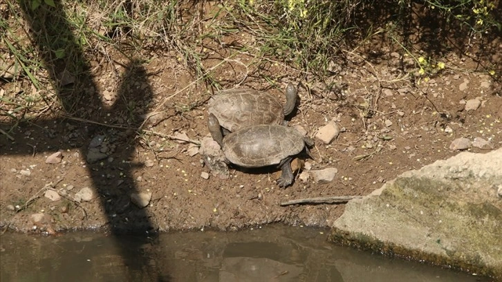 Yatağı değiştirilen deredeki yüzlerce su kaplumbağası gölete taşındı