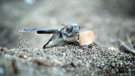 Yavru deniz kaplumbağalarının Mersin kumsallarında zorlu yaşam yolculuğu