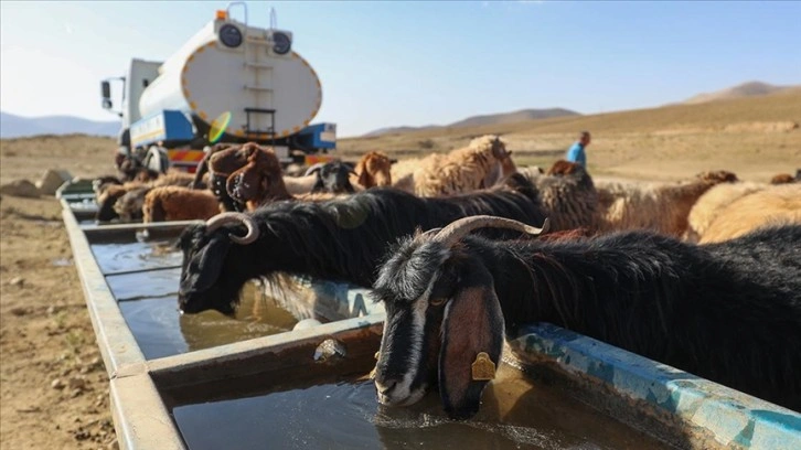 Yayla dönüşü susuzluktan bitkin düşen koyunlara tankerlerle su taşındı