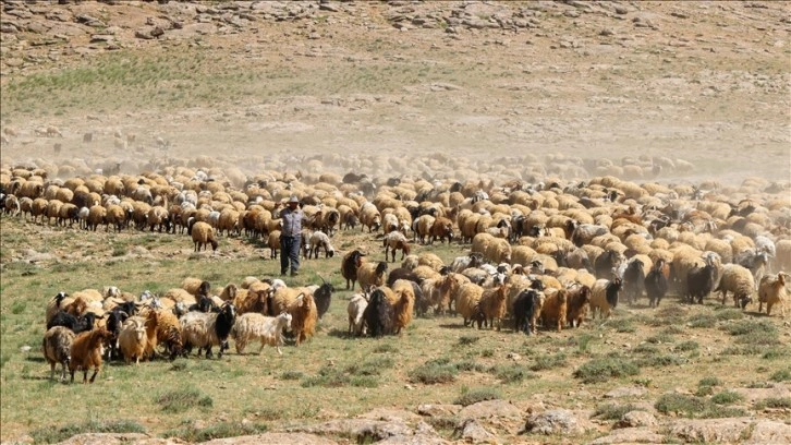 Yaz boyunca yaylalarda konaklayan göçerler eve dönüş yolculuğuna başladı