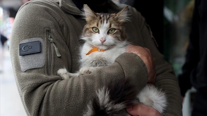 "Yedi Bela Hüsnü" lakaplı kedi mahallenin ilgi odağı oldu