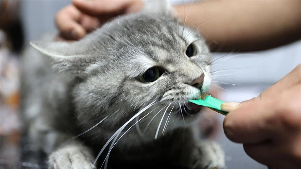 Yediği gıdadan zehirlenen sahipsiz kedi "dört ayağının üzerine düşünce" sağlığına kavuştu