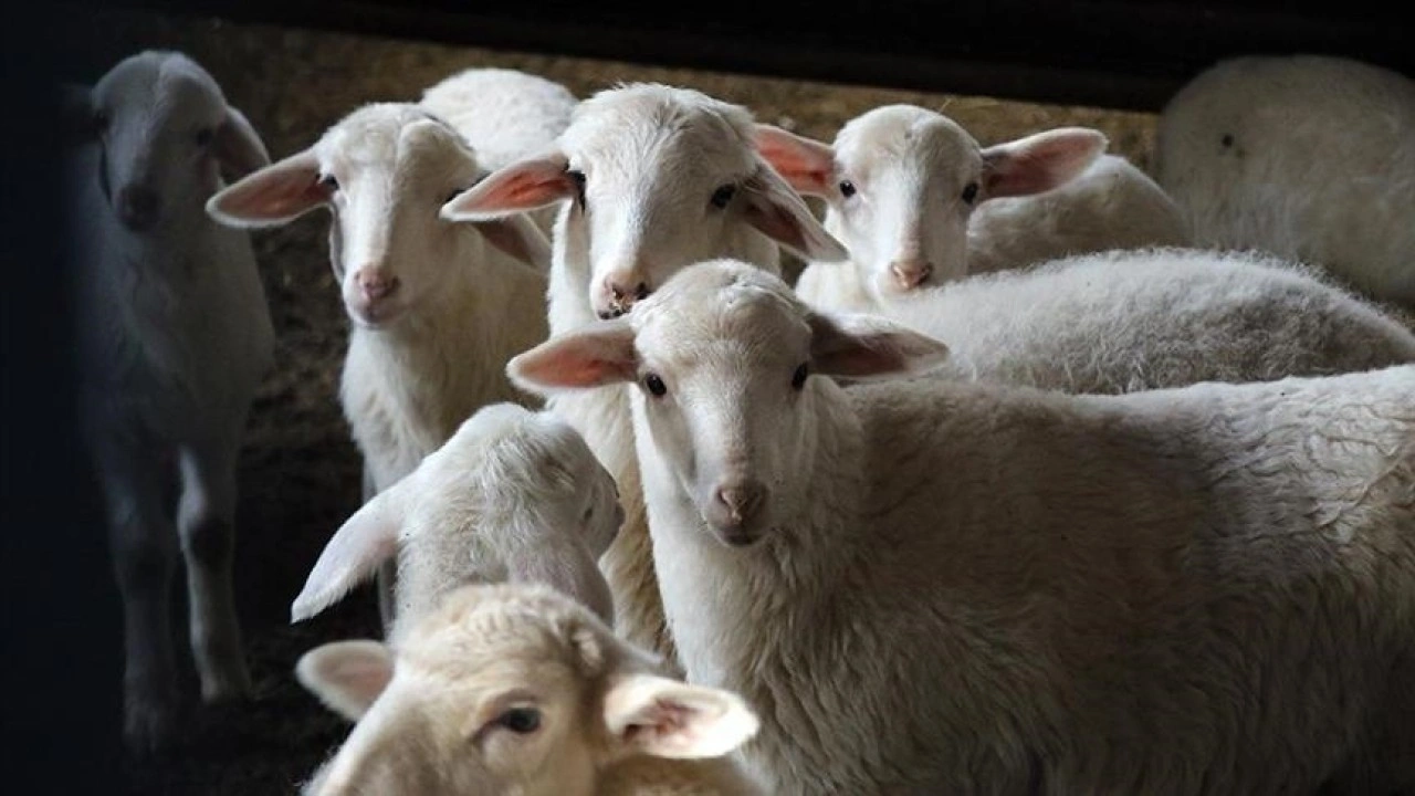 Yeni Zelanda'da kişi başına ortalama 4,5 koyun düşüyor