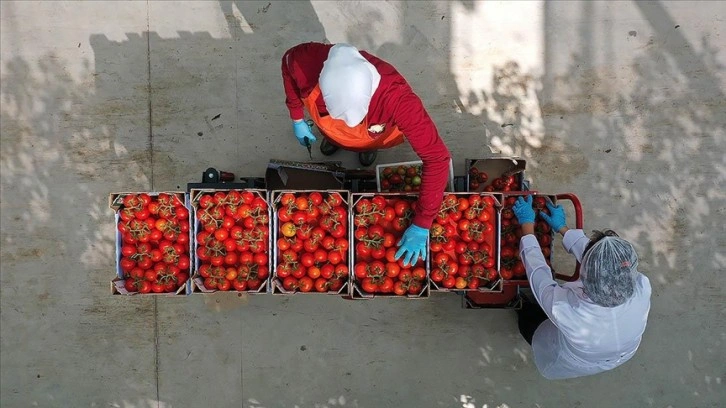 Yenilenebilir enerjiyle cam serada domates üretiyorlar