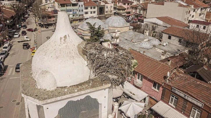 Yenişehir'in tarihi saat kulesinin leylek çifti yuvasına yerleşti
