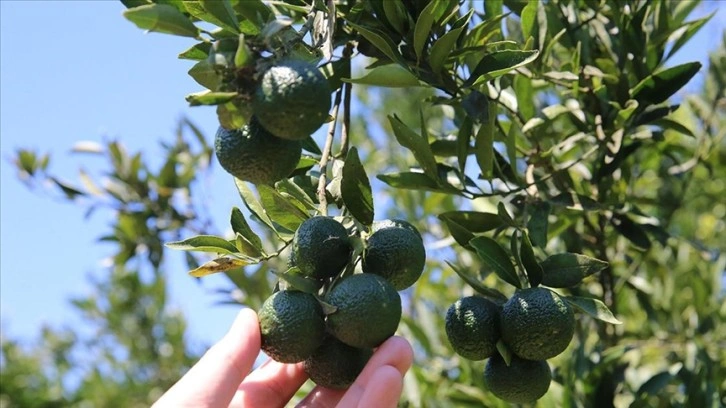 Yeşil Bodrum mandalinası yiyecek ve içeceklere tat veriyor