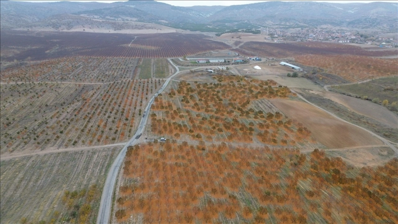 Yozgat'taki devasa meyve bahçesi bölge halkına istihdam kaynağı oldu