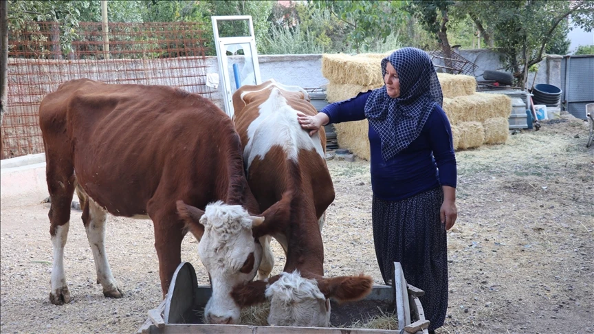 Yozgatlı kadın, devletin hibe desteğiyle yeniden hayvancılığa başladı