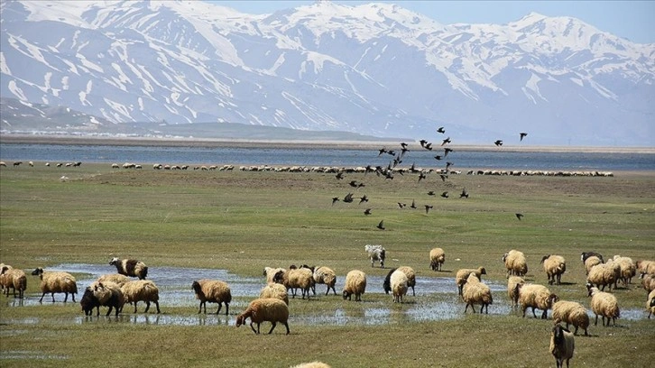 Yüksekova Nehil Sazlığı göçmen kuşlarla şenlendi