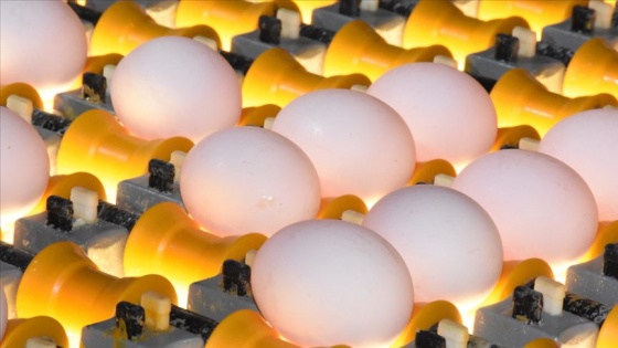 Yumurta üreticilerinin gözü Irak pazarında
