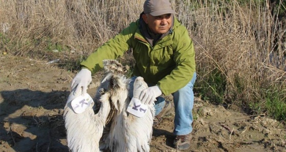 Yunanistan’ın seferber olduğu tepeli pelikan Söke Ovası’nda ölü bulundu