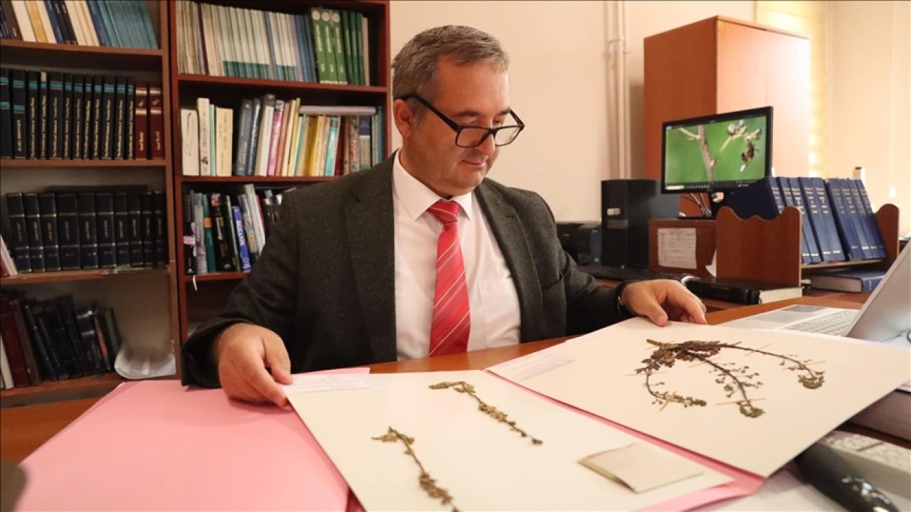 Zararlı böcekleri yaklaştırmayan bitkilerin kimyasal savunması araştırılıyor