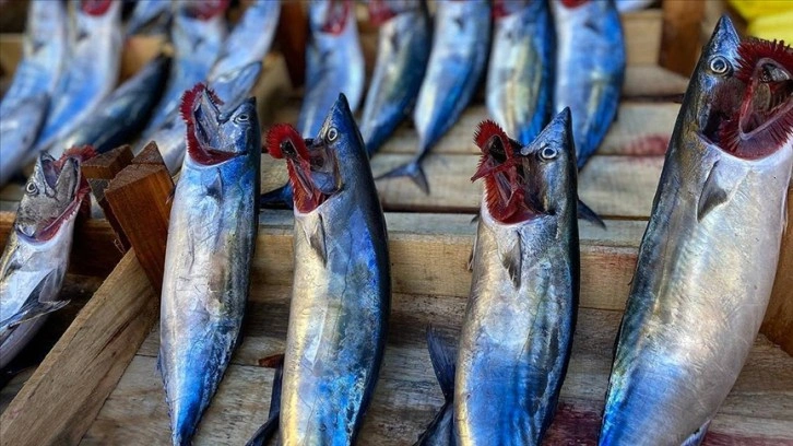 Zonguldak'ta yağış, balık fiyatlarını yükseltti