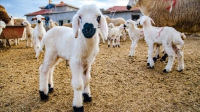 10 soruda Kırsalda Bereket K&uuml;&ccedil;&uuml;kbaşa Destek Projesi