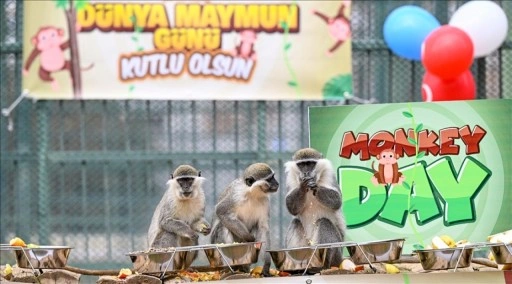 &quot;14 Aralık Dünya Maymun Günü&quot; Kayseri Hayvanat Bahçesi'nde muz partisiyle kutlandı