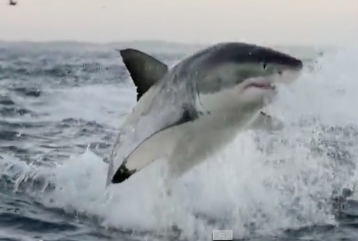 Uçan köpekbalığının, dehşet veren görüntüleri -video-