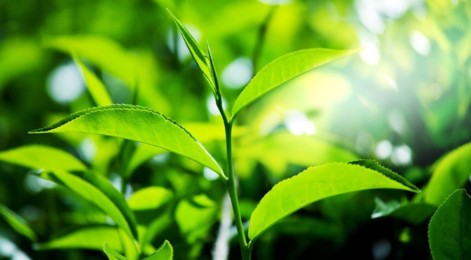 Pensilvanya'dan bu sefer iyi haber: Yeşil çaya devam