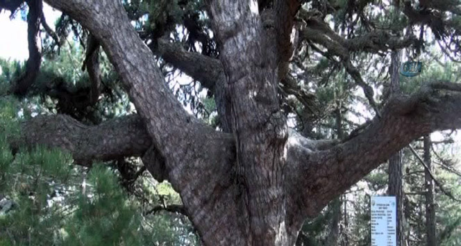 Dünyanın en yaşlı karaçam ağacı Türkiye’de