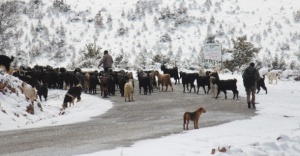 Karda kartpostallık sürü yürüyüşü