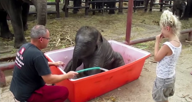 Yavru filin ilk banyo macerası