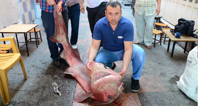 Balıkçıların ağında 400 kiloluk köpek balığı!