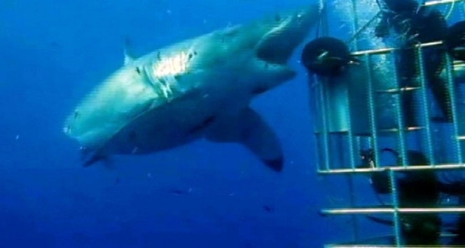 İşte, şimdiye kadar görülen en iri köpek balığı!