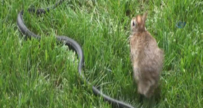 Anne tavşanın yılanla savaşı ve “Korkak tavşan“ efsanesi yerle bir!