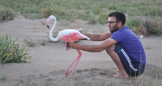 "Flamingo" ne la! Allı Turna'ya ne oldu da "Balıkçılar flamingoyu..."