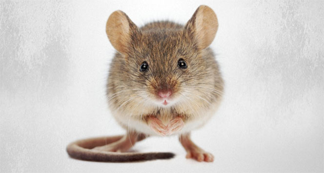 Fas’ta fare paniği: En az 80 yaralı