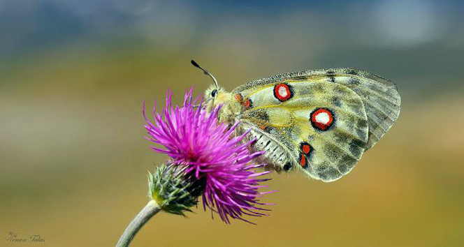 150 milyon yıllık kelebeğin nesli tükeniyor! İşte o güzellikten 7 kare