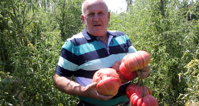 Bu da 1,8 kiloluk organik domates!
