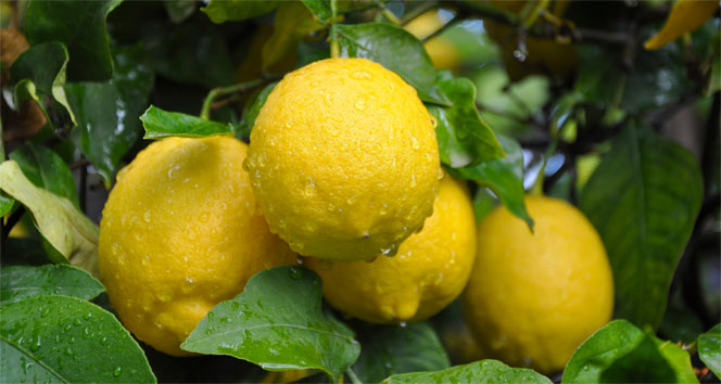 Limon hasadına uyarı!