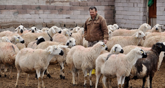 Türk toplumu koyun etinden vazgeçti