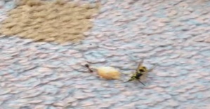 Karınca ile arının ekmek kavgası