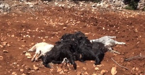 Kurbanlıkların üzerine yıldırım düştü: 27 keçi telef oldu