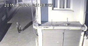 Hırsızın evden kaçarken görüntüsü kamerada !