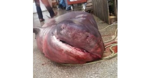 Marmara’da dev köpek balığı yakalandı