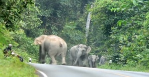 Öfkeli filler motosiklete karşı